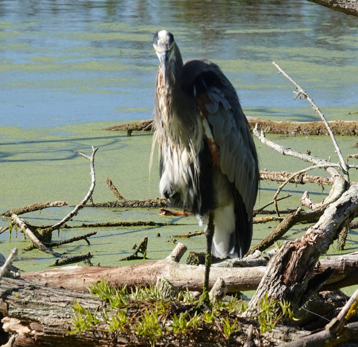 Great Blue Heron - ML642095582