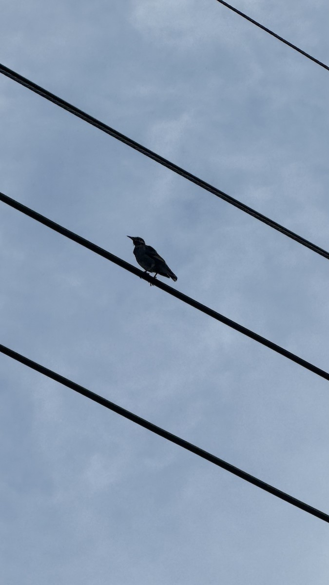 White-cheeked Starling - ML642095583