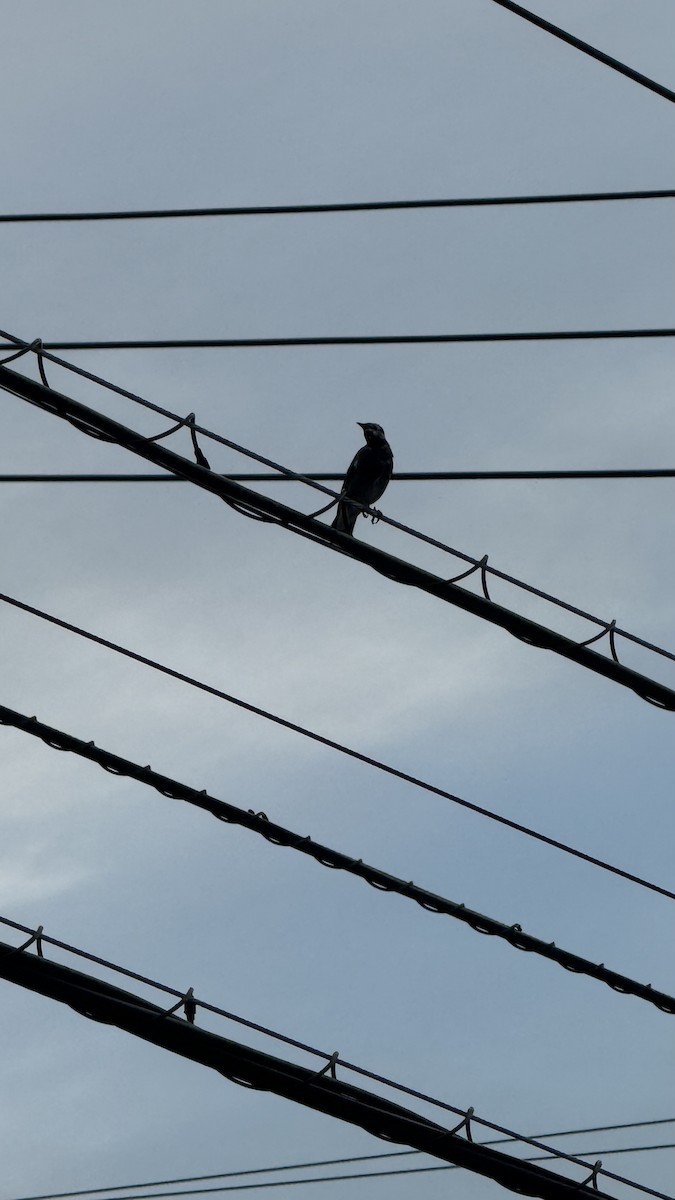 White-cheeked Starling - ML642095584