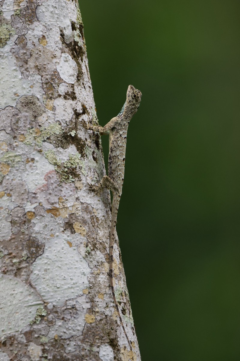 Sumatran Flying Dragon - ML642095585