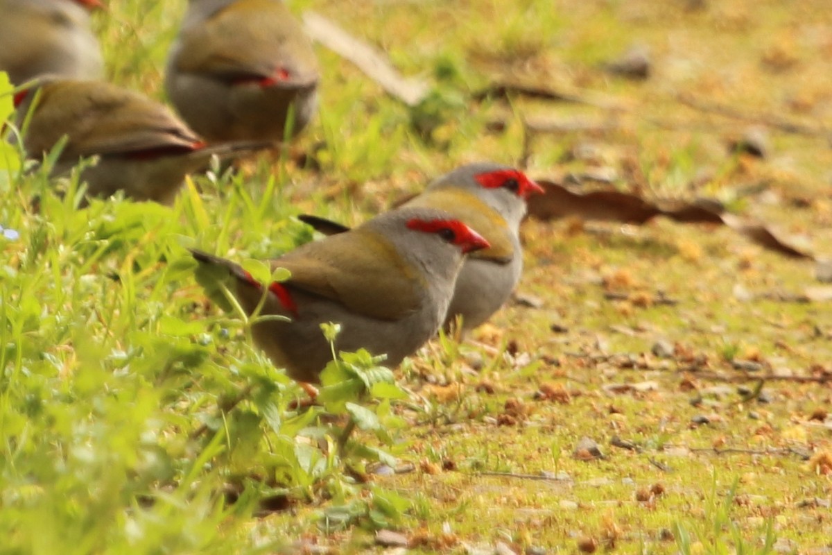 Red-browed Firetail - ML642095588