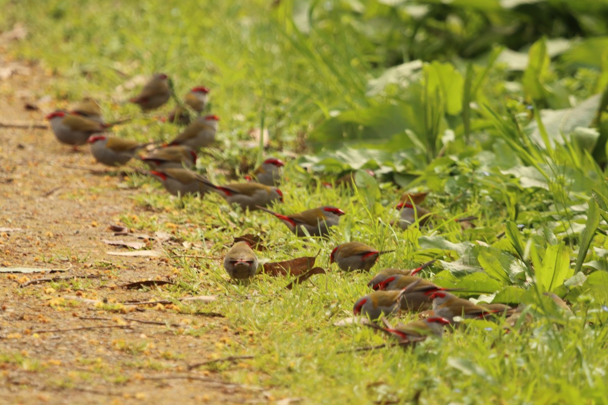 Red-browed Firetail - ML642095589