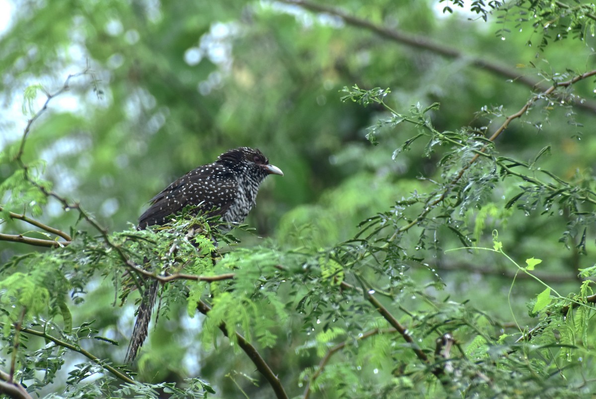 Koel - ML642095606
