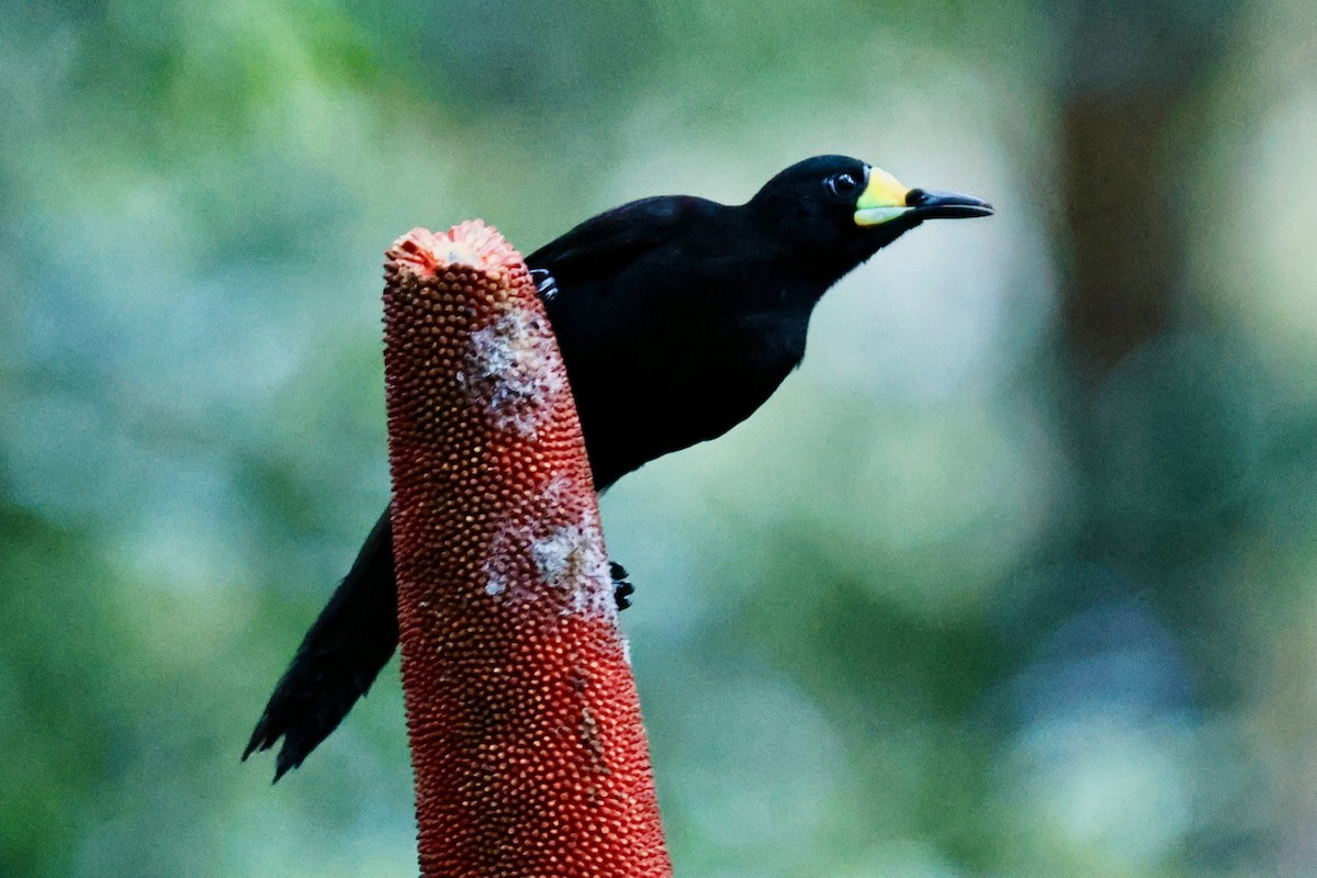 Long-tailed Paradigalla - ML642095613