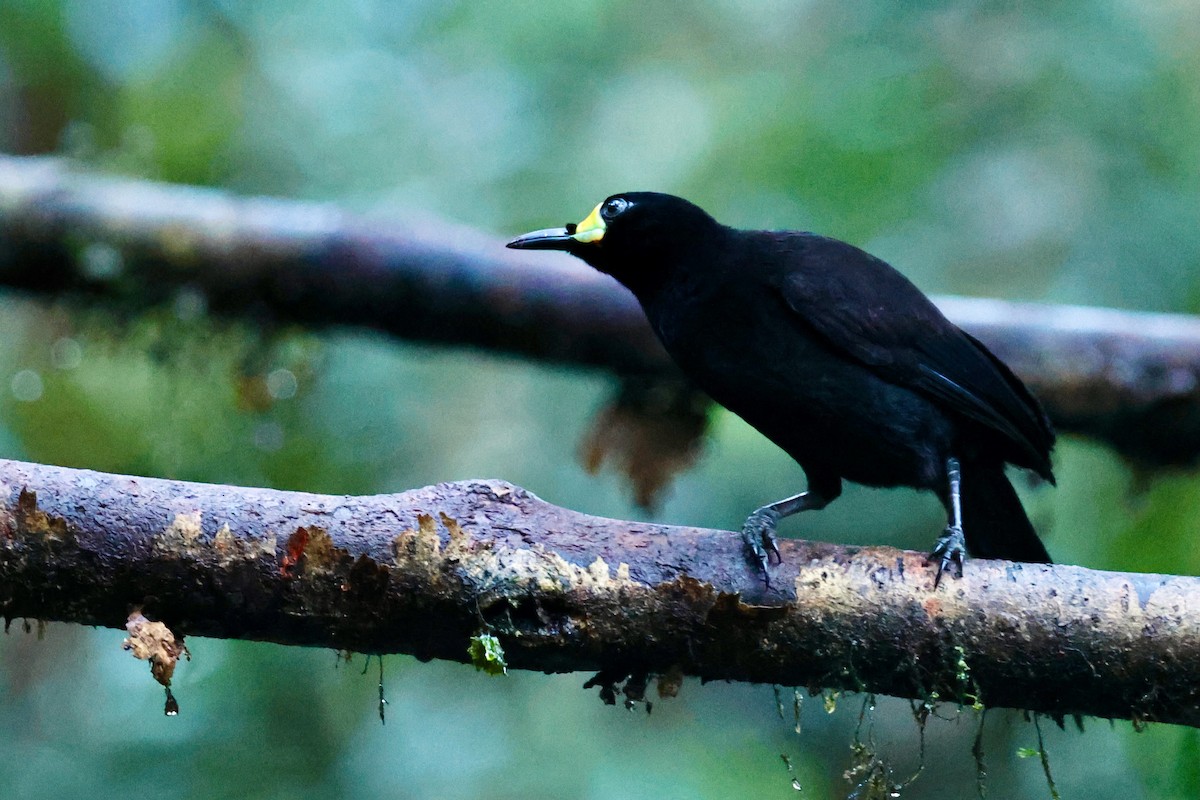 Long-tailed Paradigalla - ML642095614