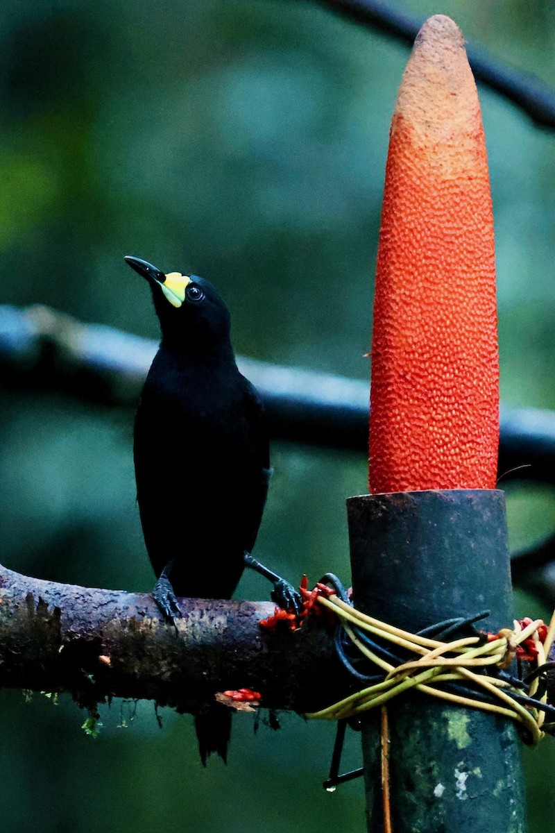 Long-tailed Paradigalla - ML642095616
