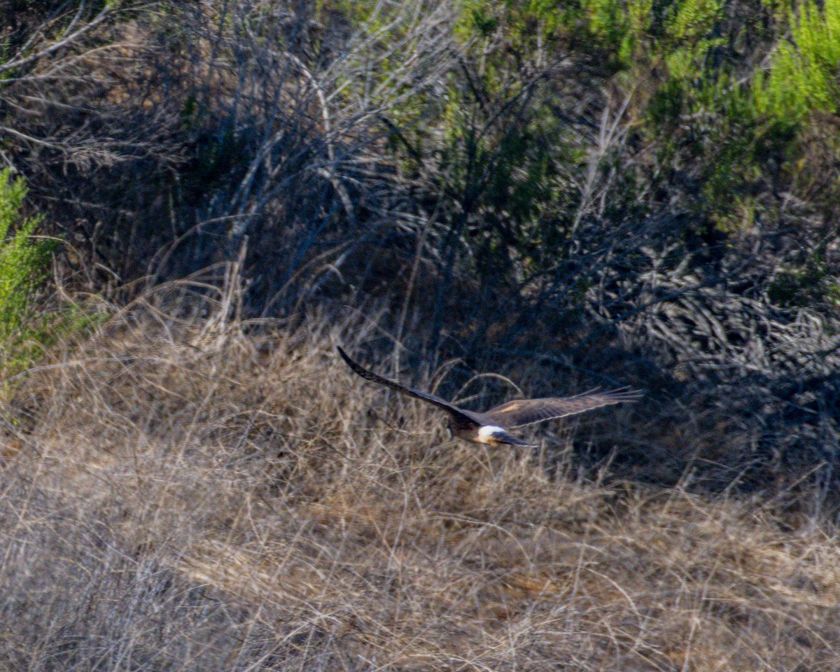 Northern Harrier - ML642095618