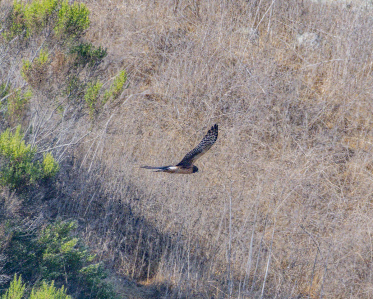 Northern Harrier - ML642095619