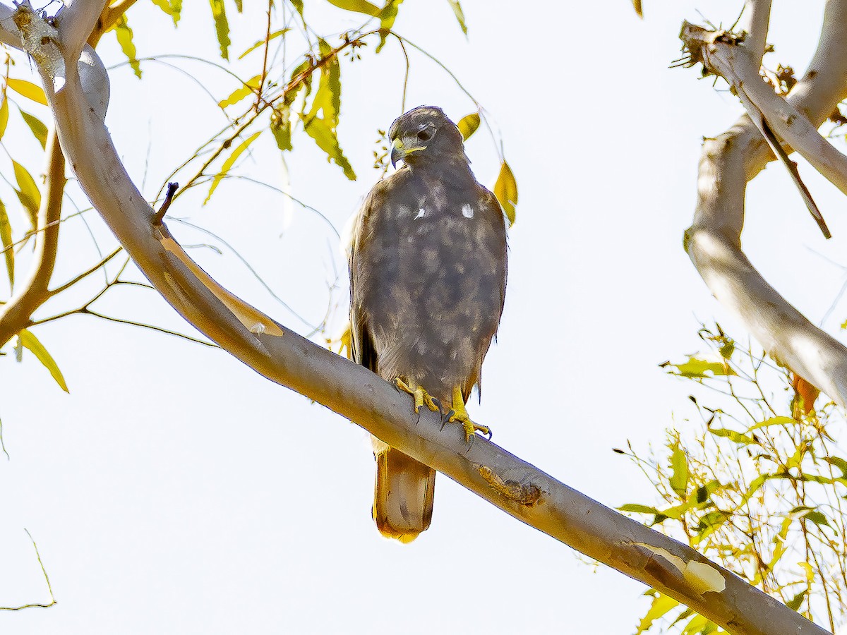 Red-tailed Hawk - ML642095621