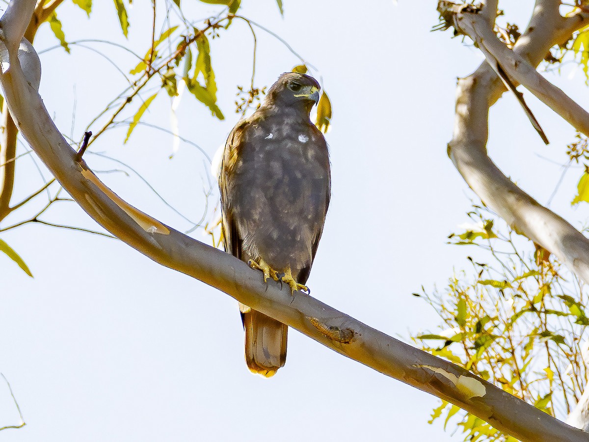 Red-tailed Hawk - ML642095622
