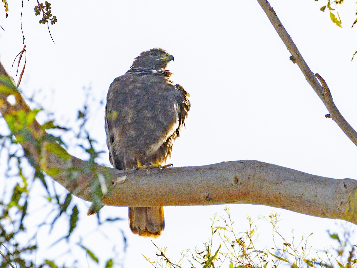 Red-tailed Hawk - ML642095623