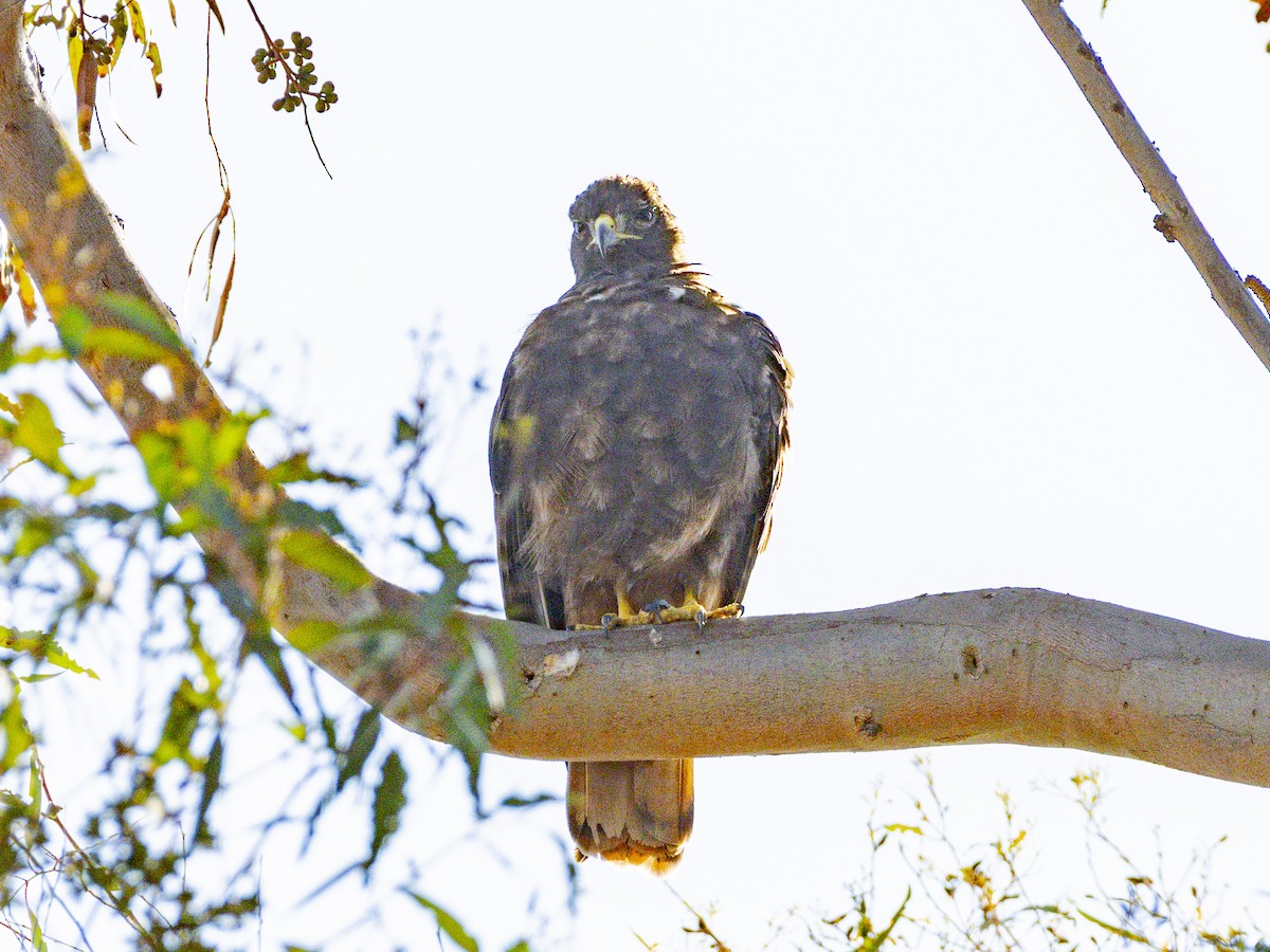 Red-tailed Hawk - ML642095624