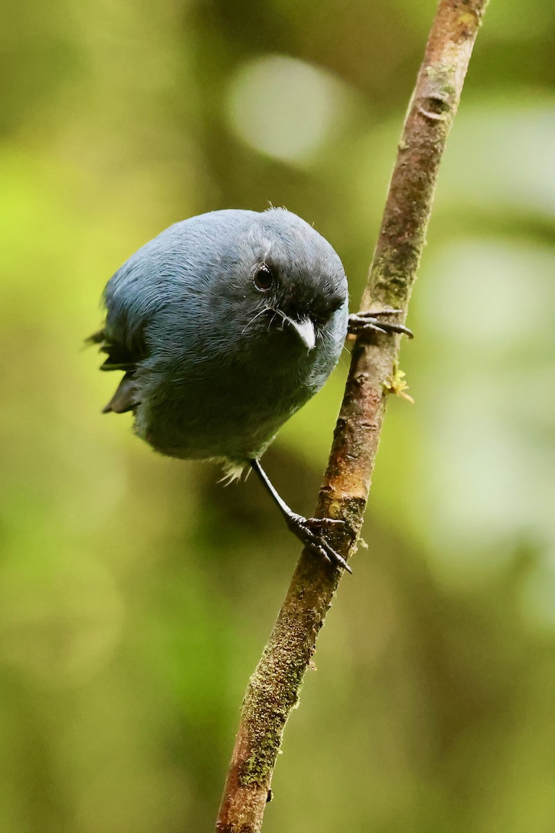 Blue-gray Robin - ML642095625