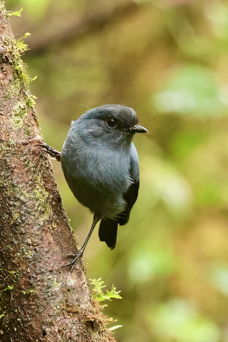 Blue-gray Robin - ML642095626