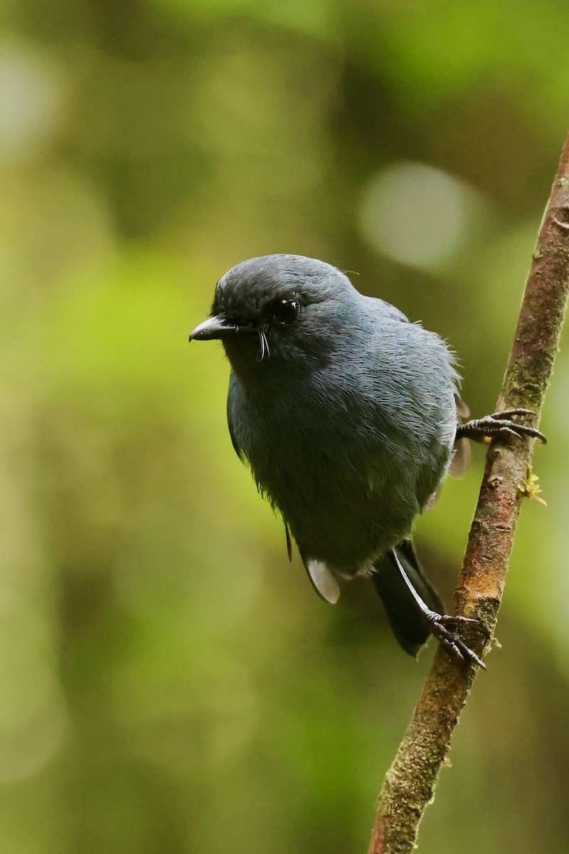 Blue-gray Robin - ML642095627