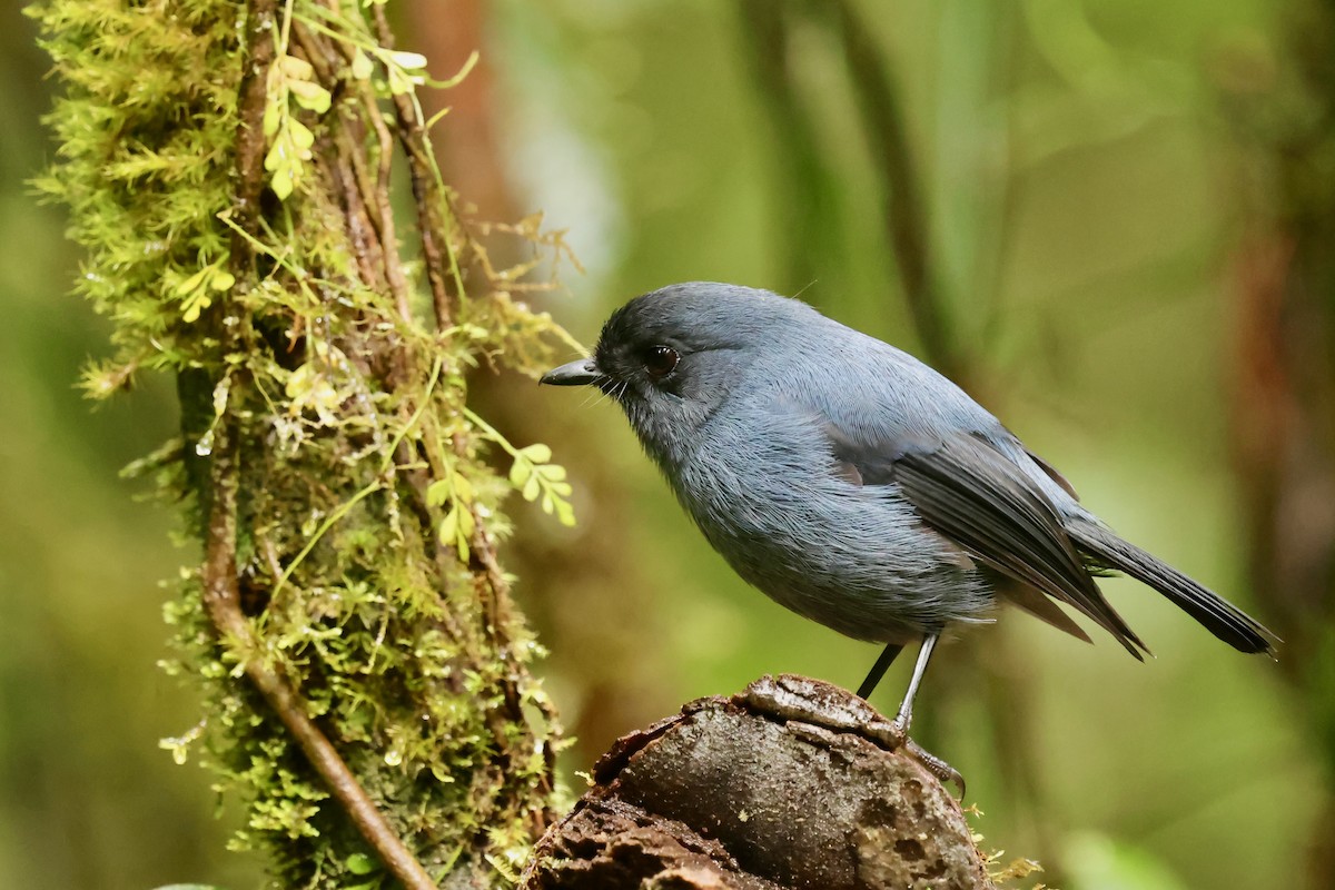 Blue-gray Robin - ML642095628