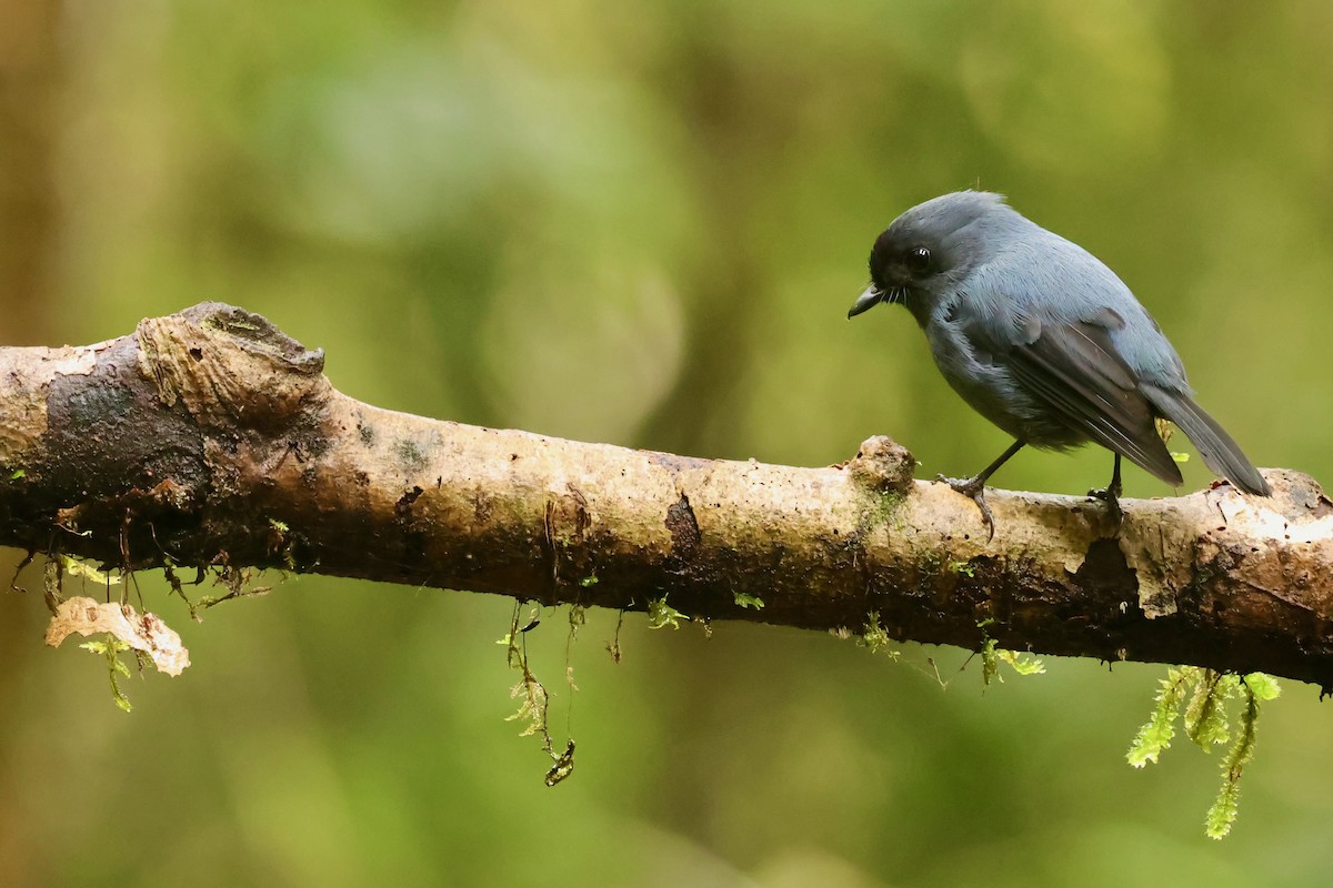 Blue-gray Robin - ML642095629