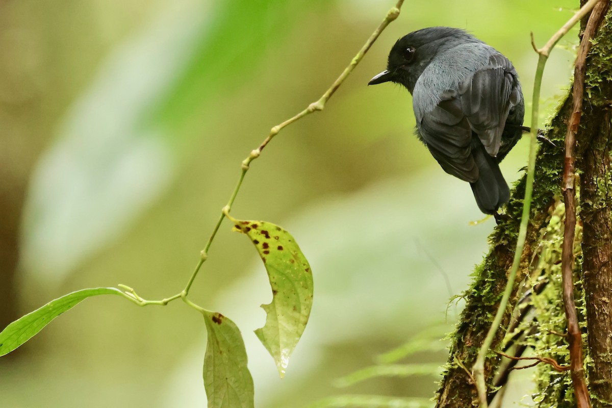 Blue-gray Robin - ML642095631