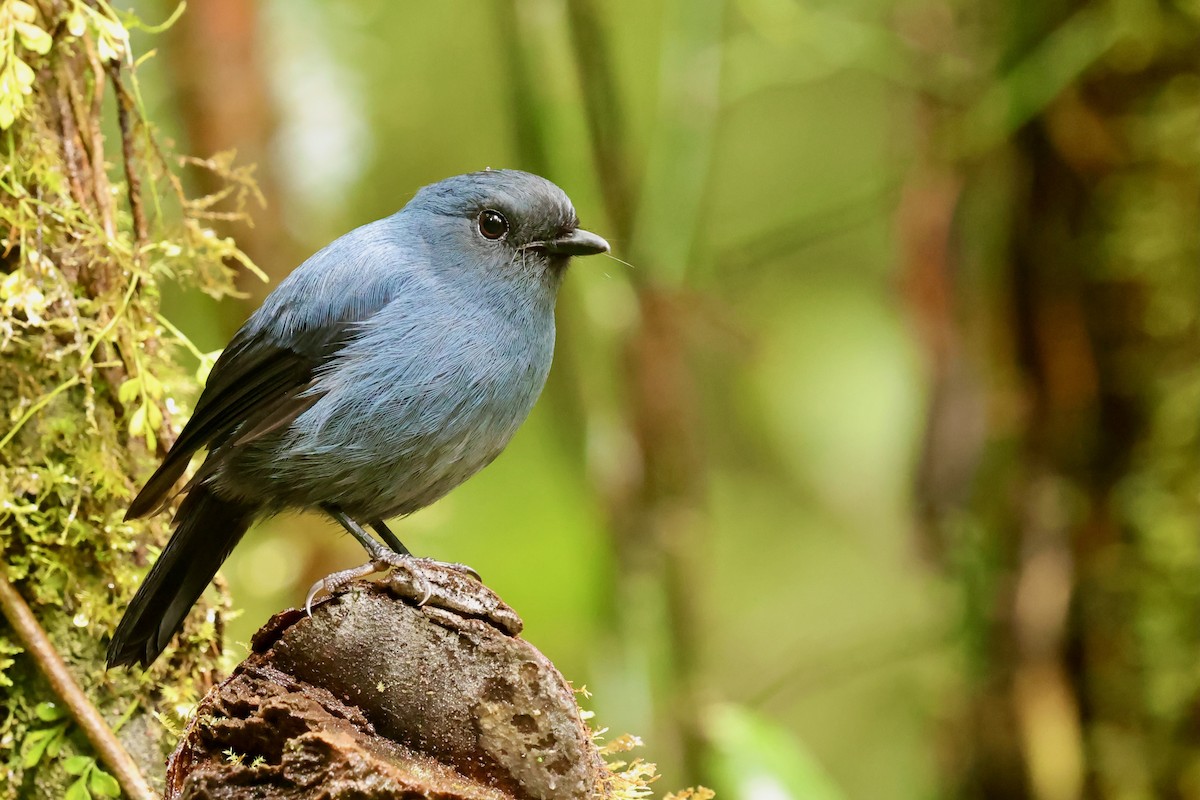Blue-gray Robin - ML642095632