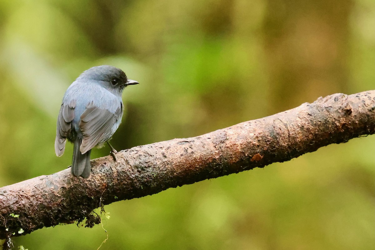 Blue-gray Robin - ML642095633
