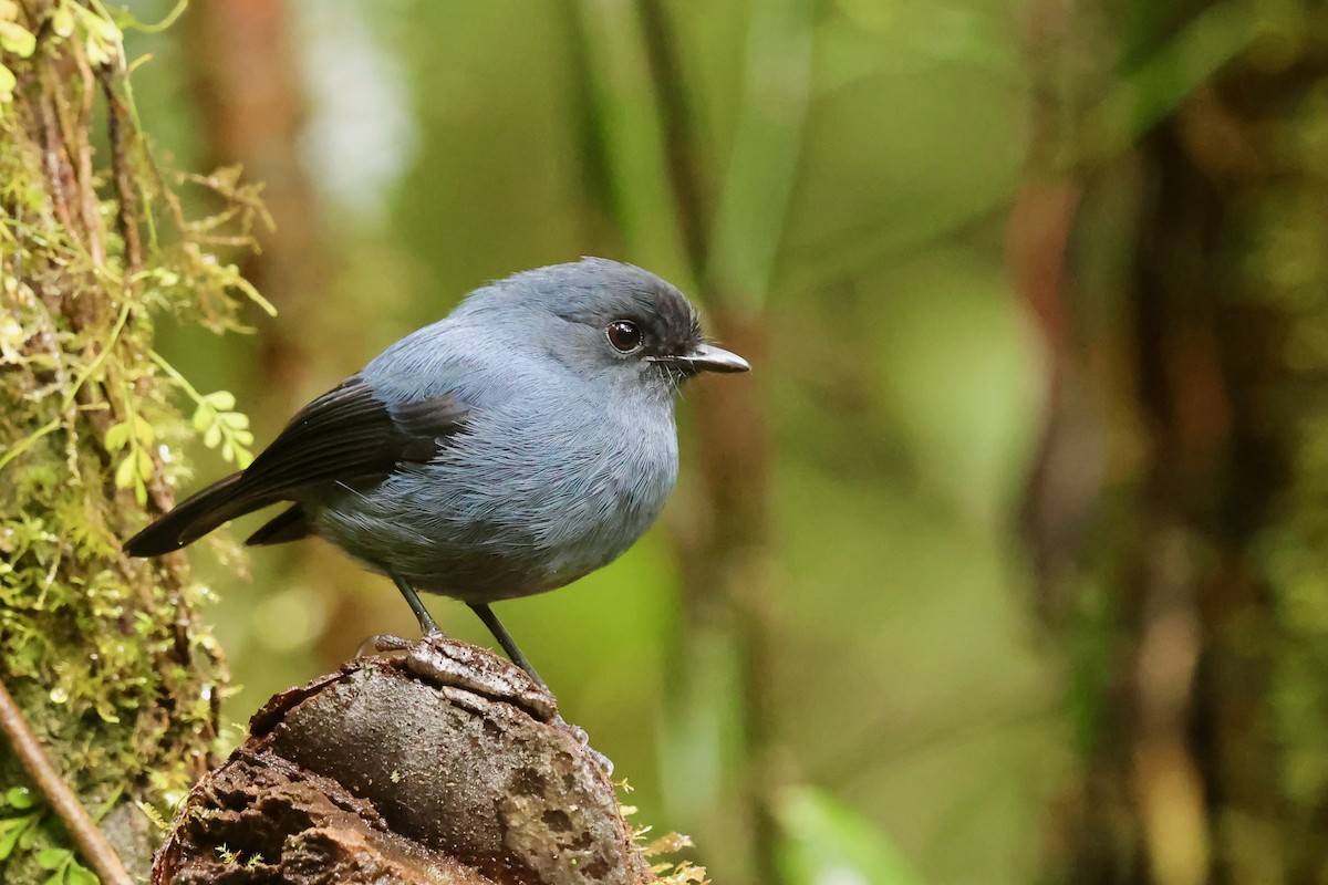 Blue-gray Robin - ML642095635