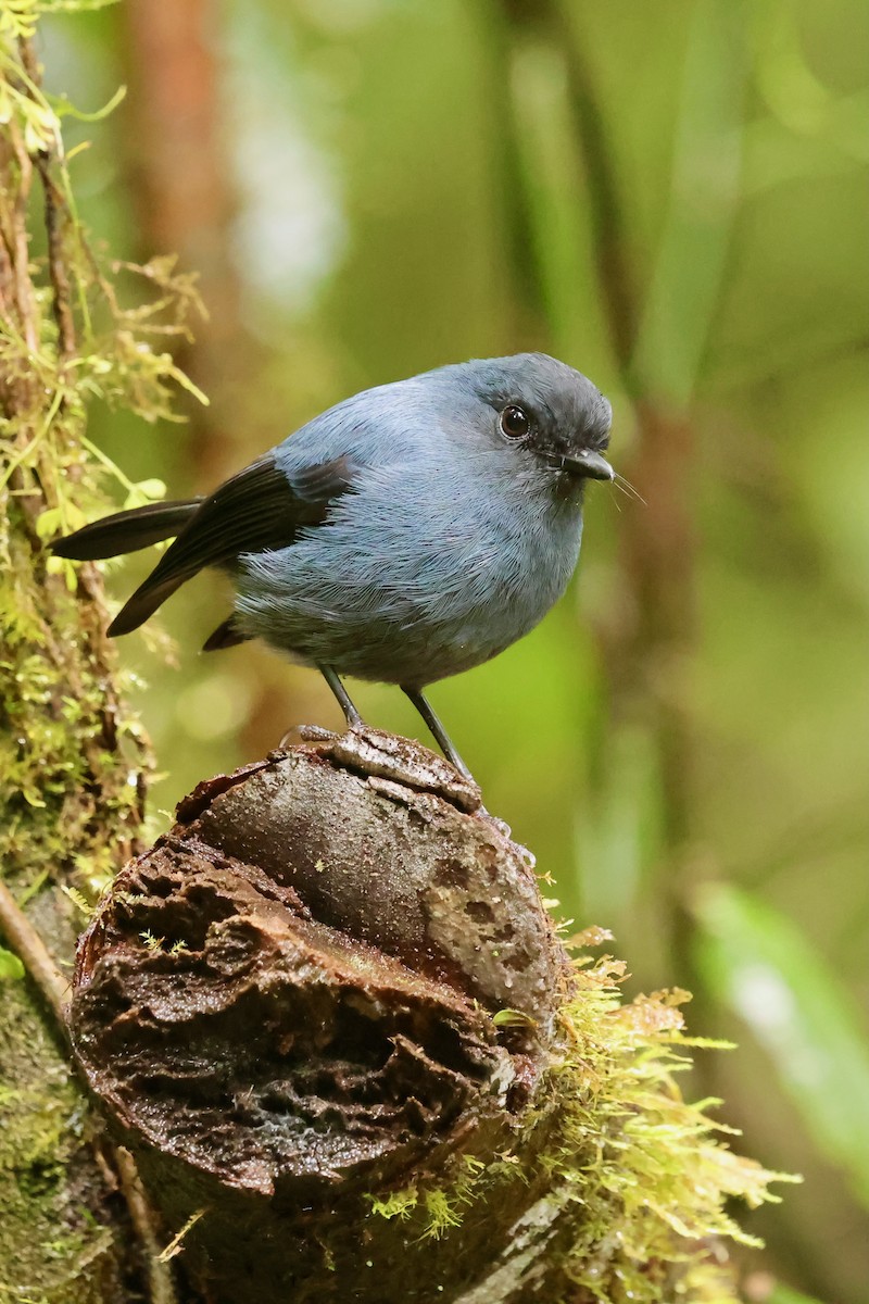 Blue-gray Robin - ML642095636