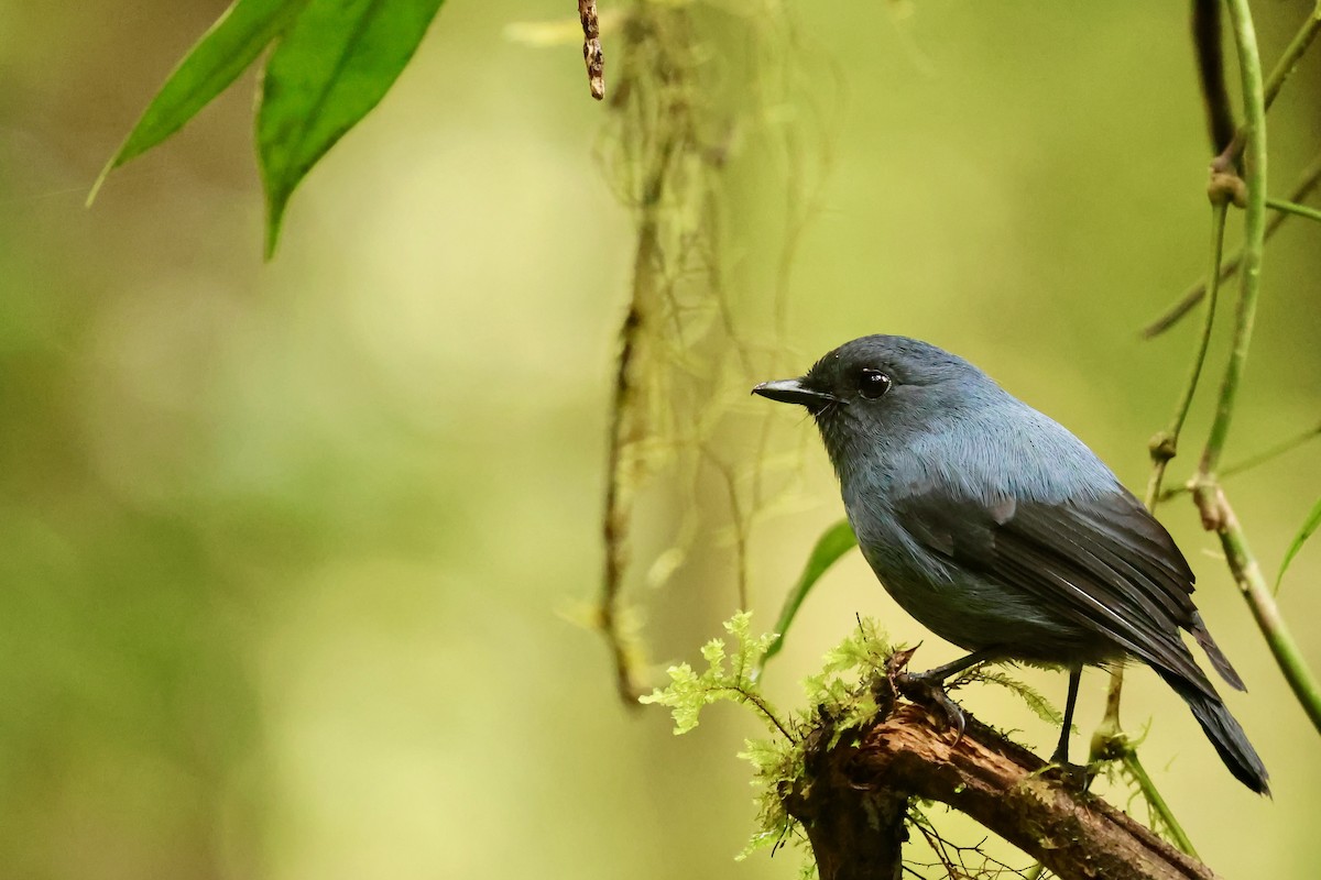 Blue-gray Robin - ML642095637