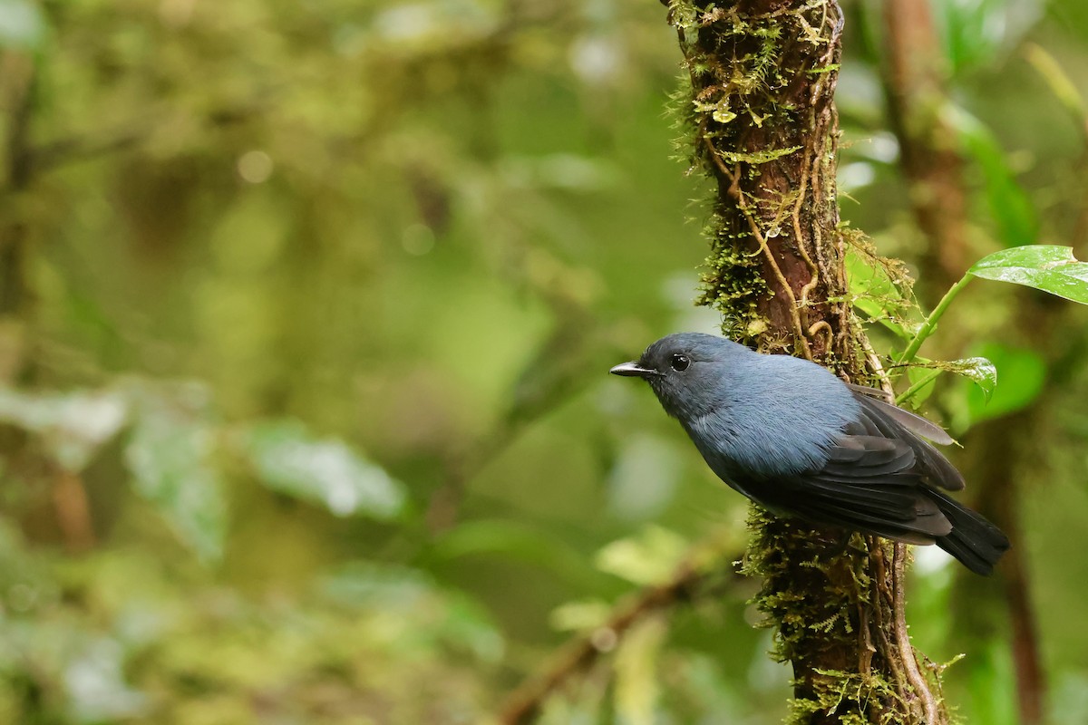 Blue-gray Robin - ML642095638