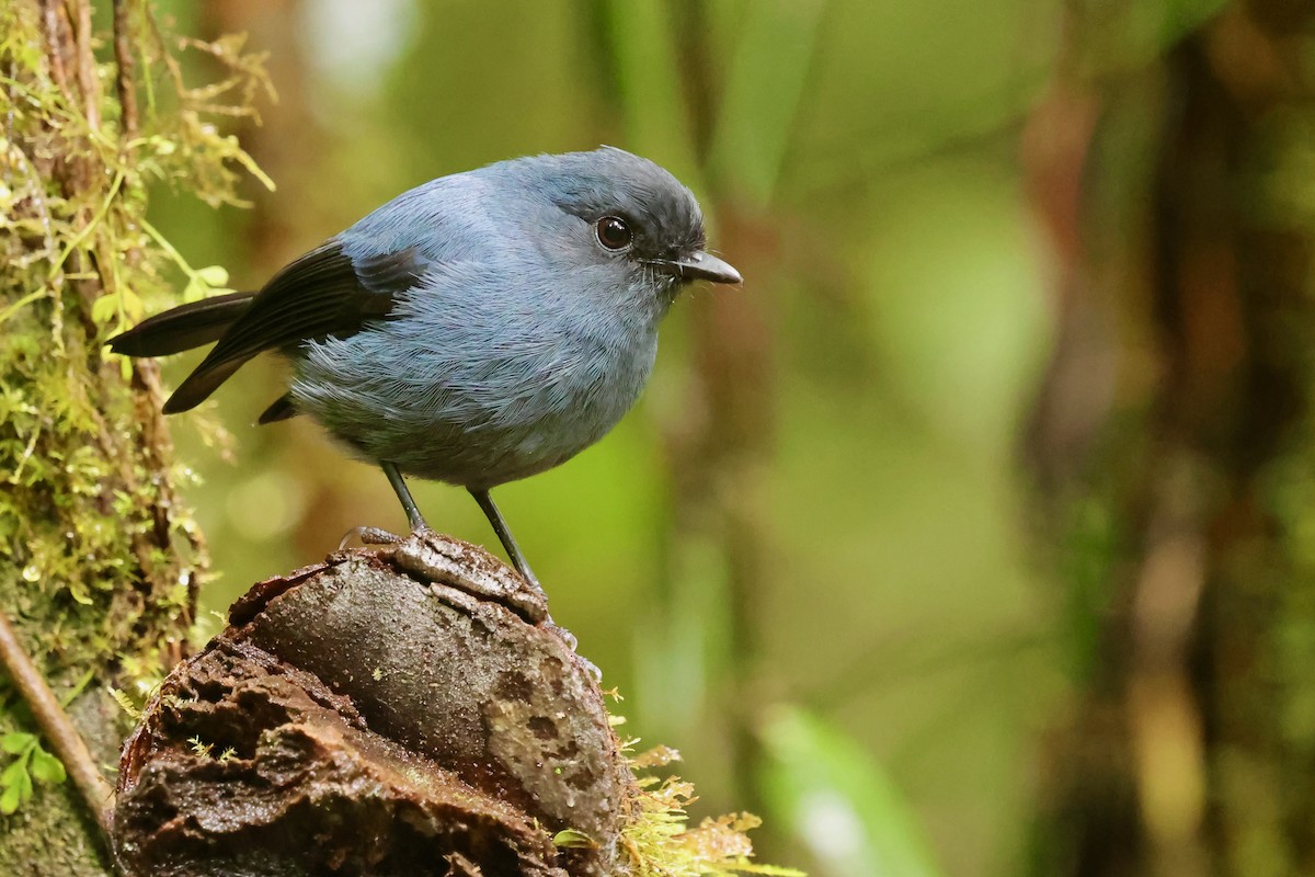 Blue-gray Robin - ML642095639