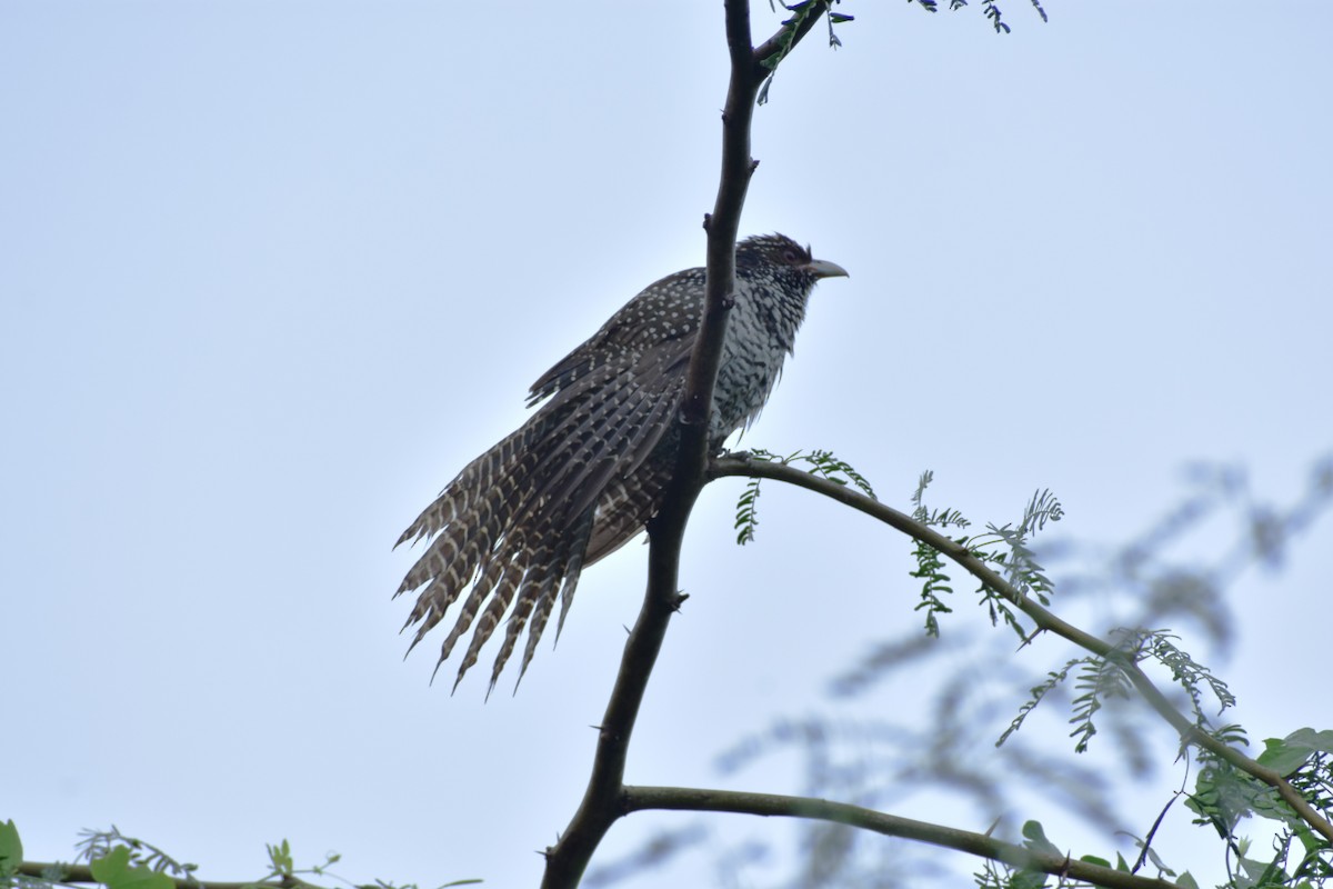 Koel - ML642095642