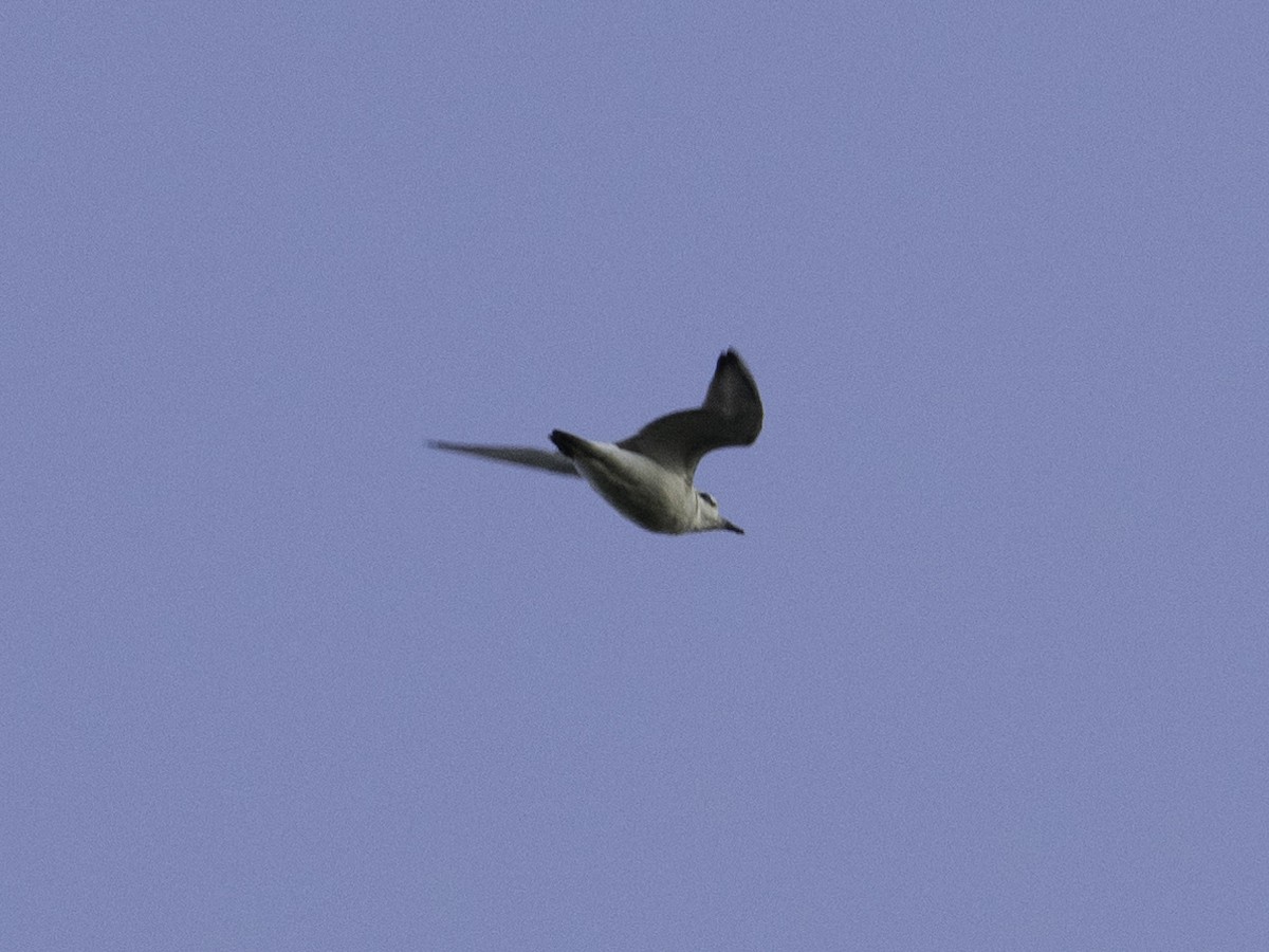Chorlitejo sp. - ML642095667