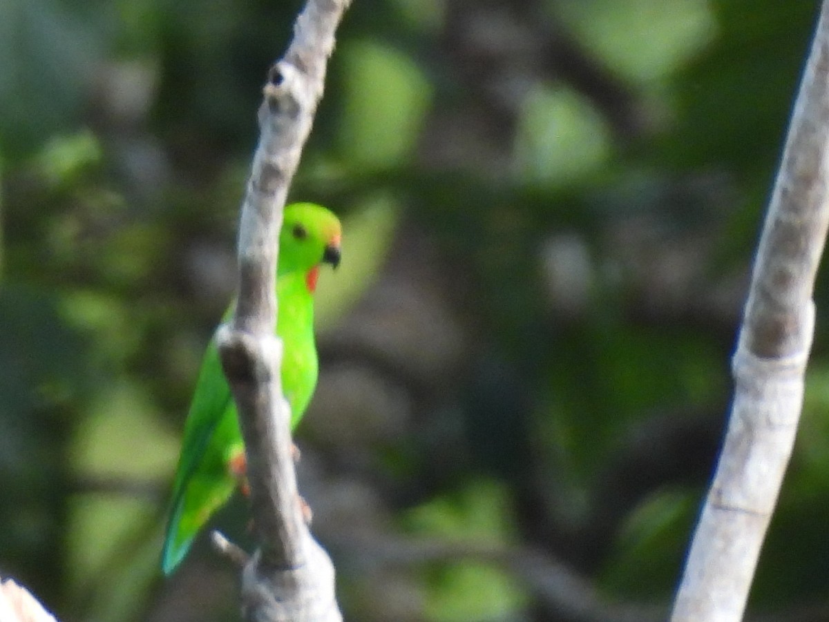 Pygmy Hanging-Parrot - ML642095680
