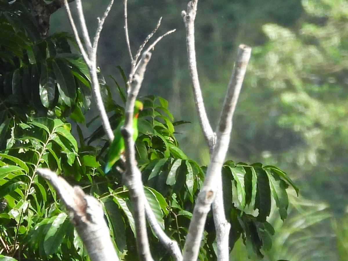 Pygmy Hanging-Parrot - ML642095681