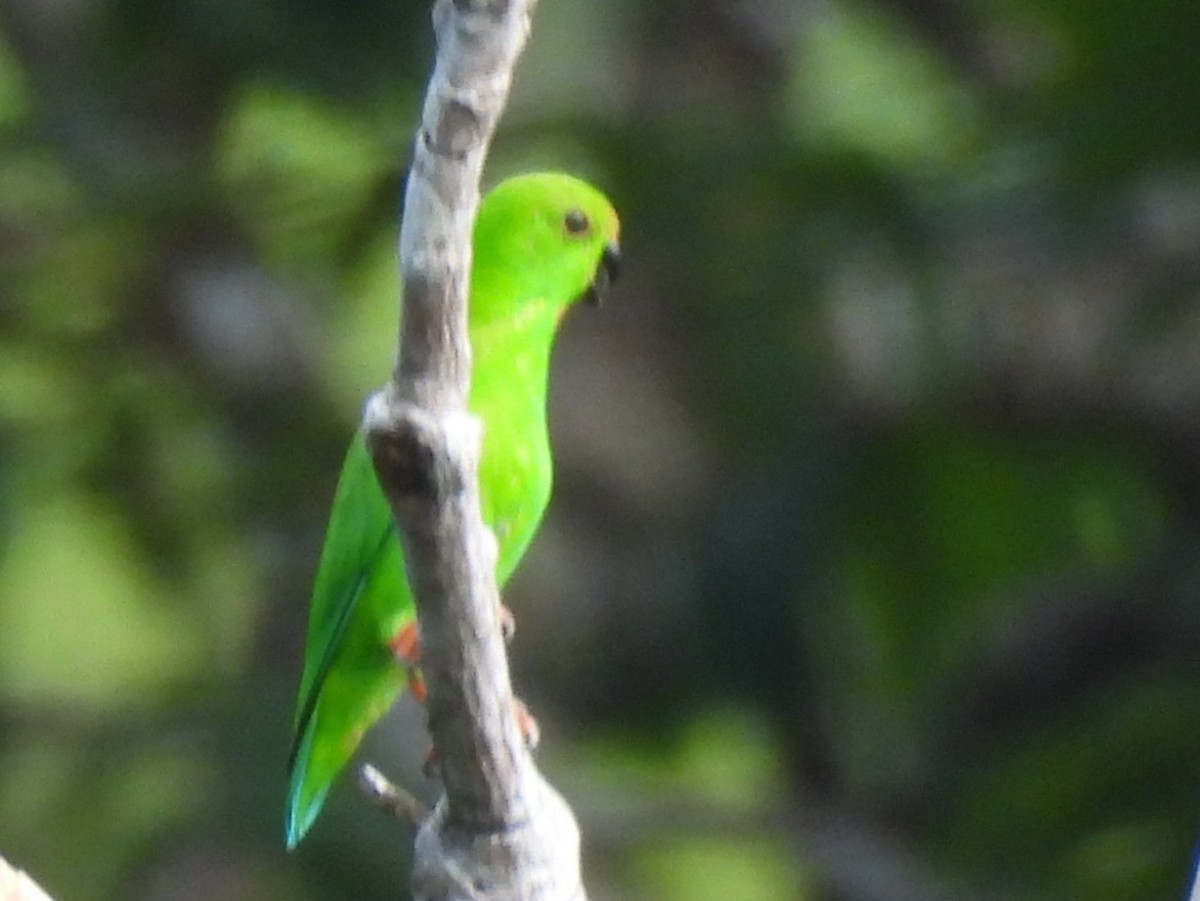 Pygmy Hanging-Parrot - ML642095682