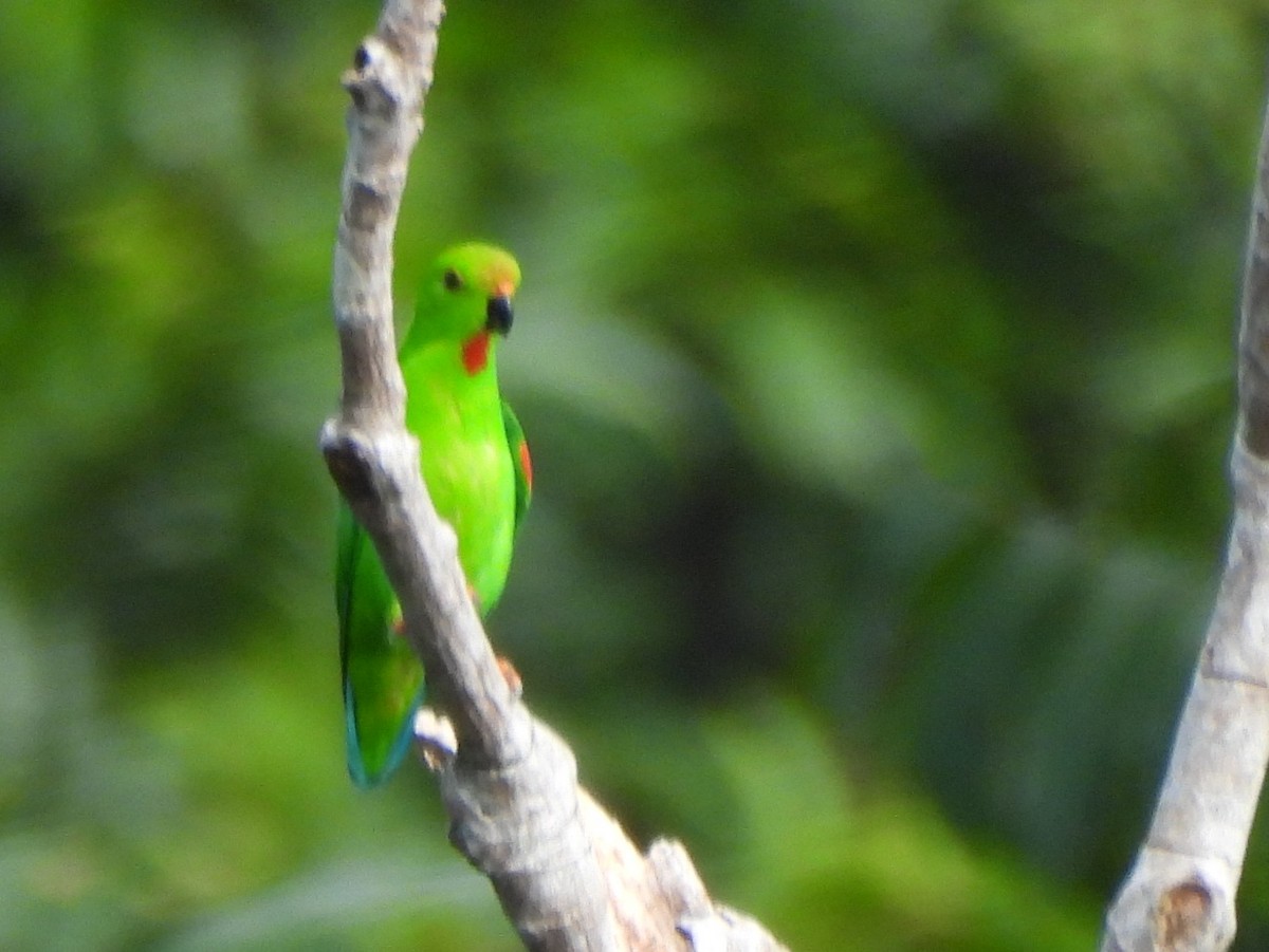 Pygmy Hanging-Parrot - ML642095683