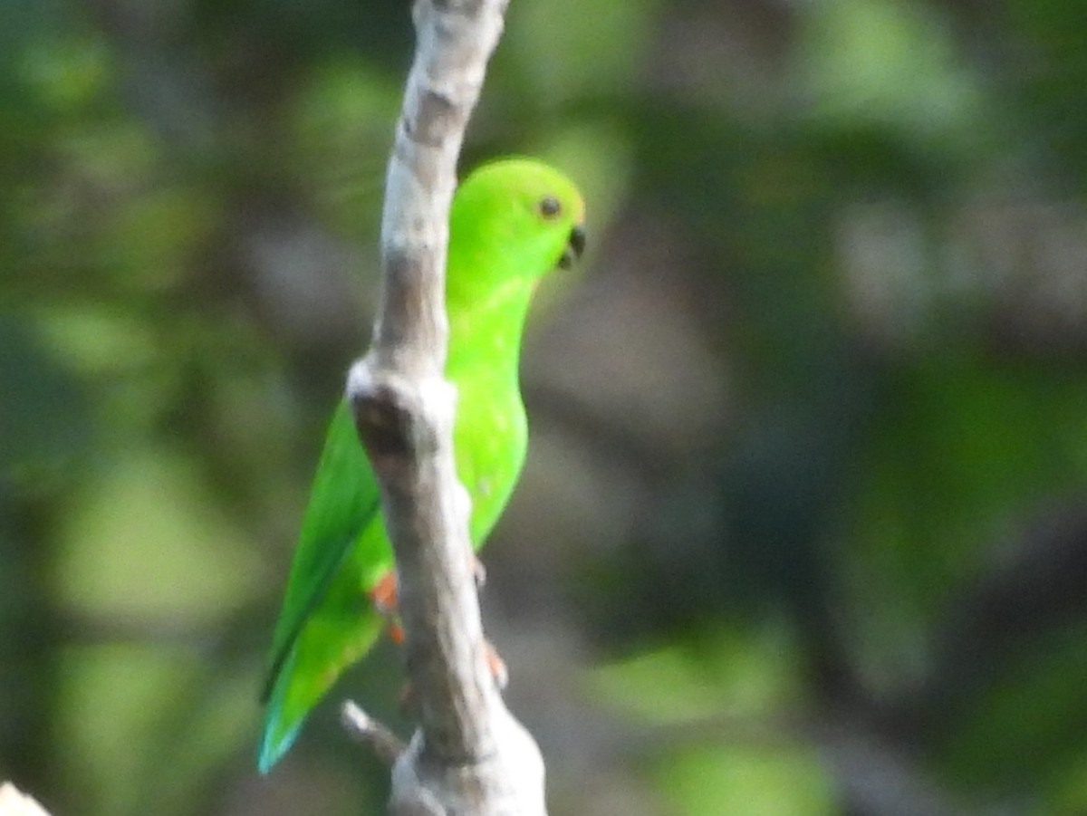 Pygmy Hanging-Parrot - ML642095684