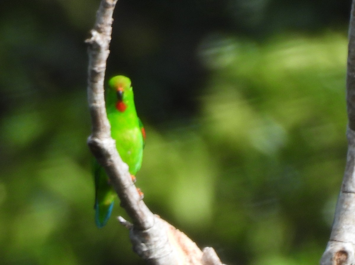 Pygmy Hanging-Parrot - ML642095685