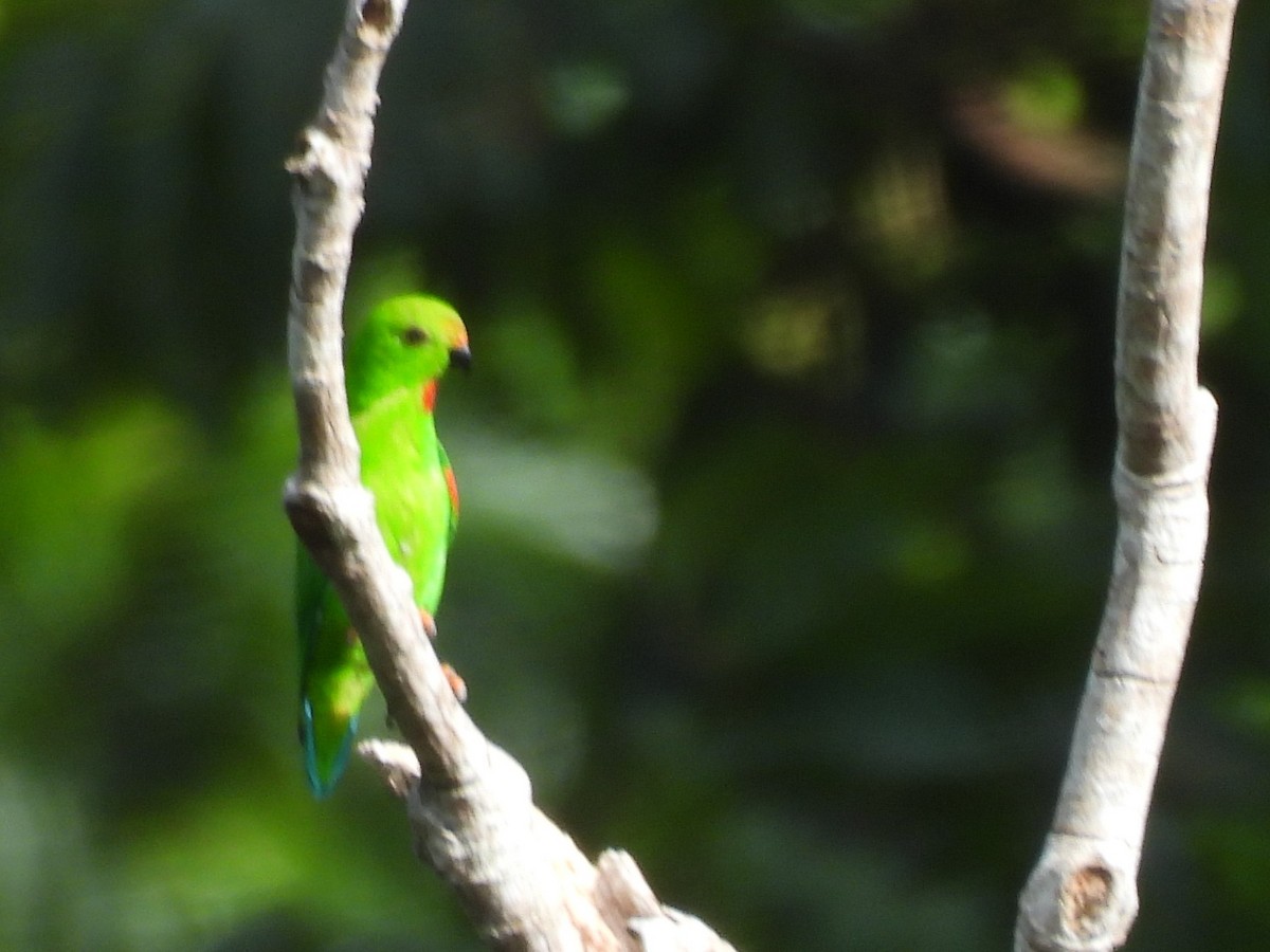Pygmy Hanging-Parrot - ML642095686