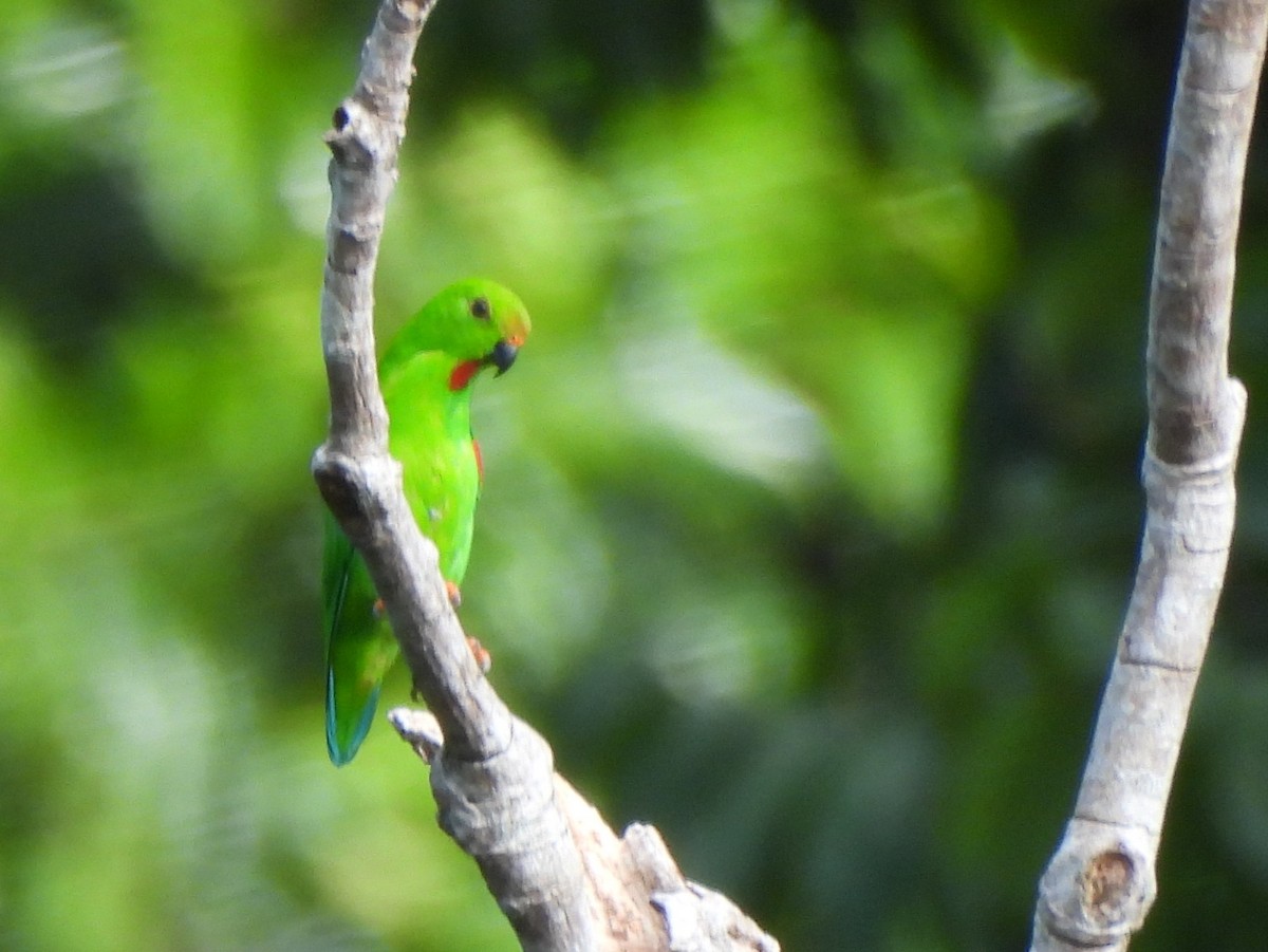 Pygmy Hanging-Parrot - ML642095687