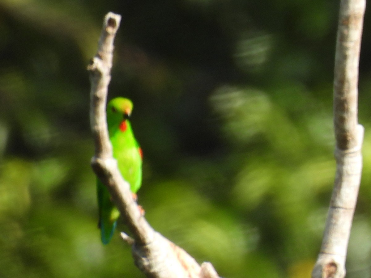 Pygmy Hanging-Parrot - ML642095688