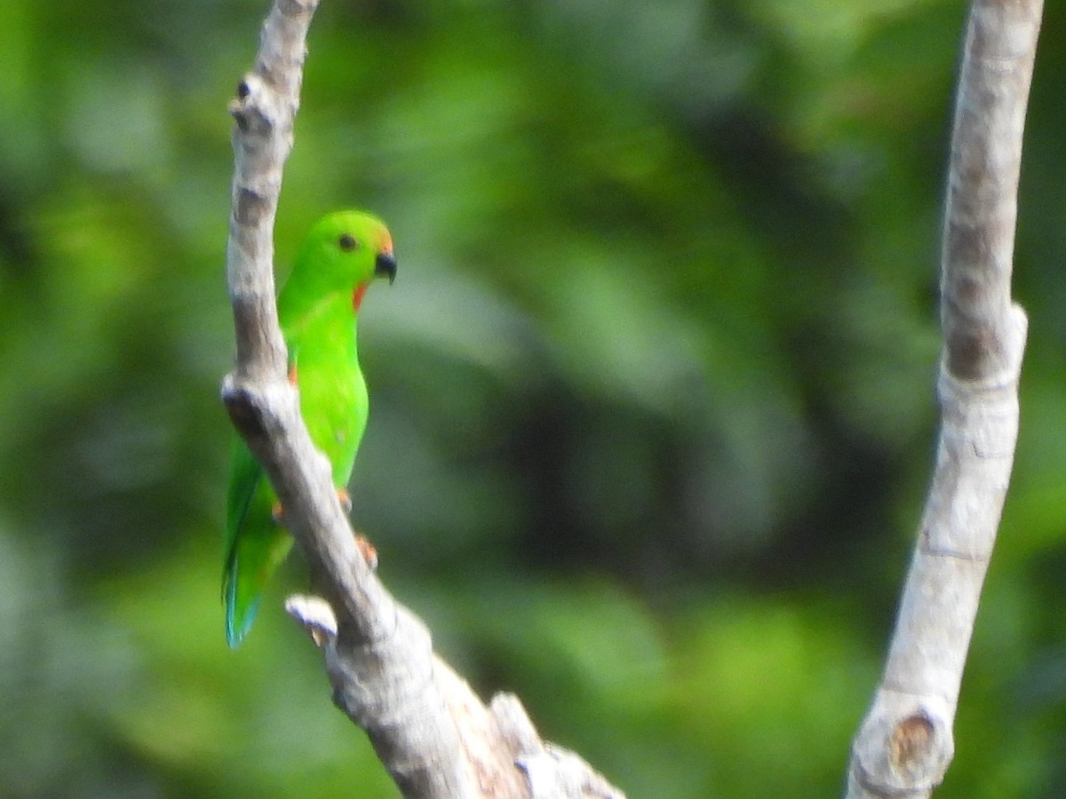 Pygmy Hanging-Parrot - ML642095689