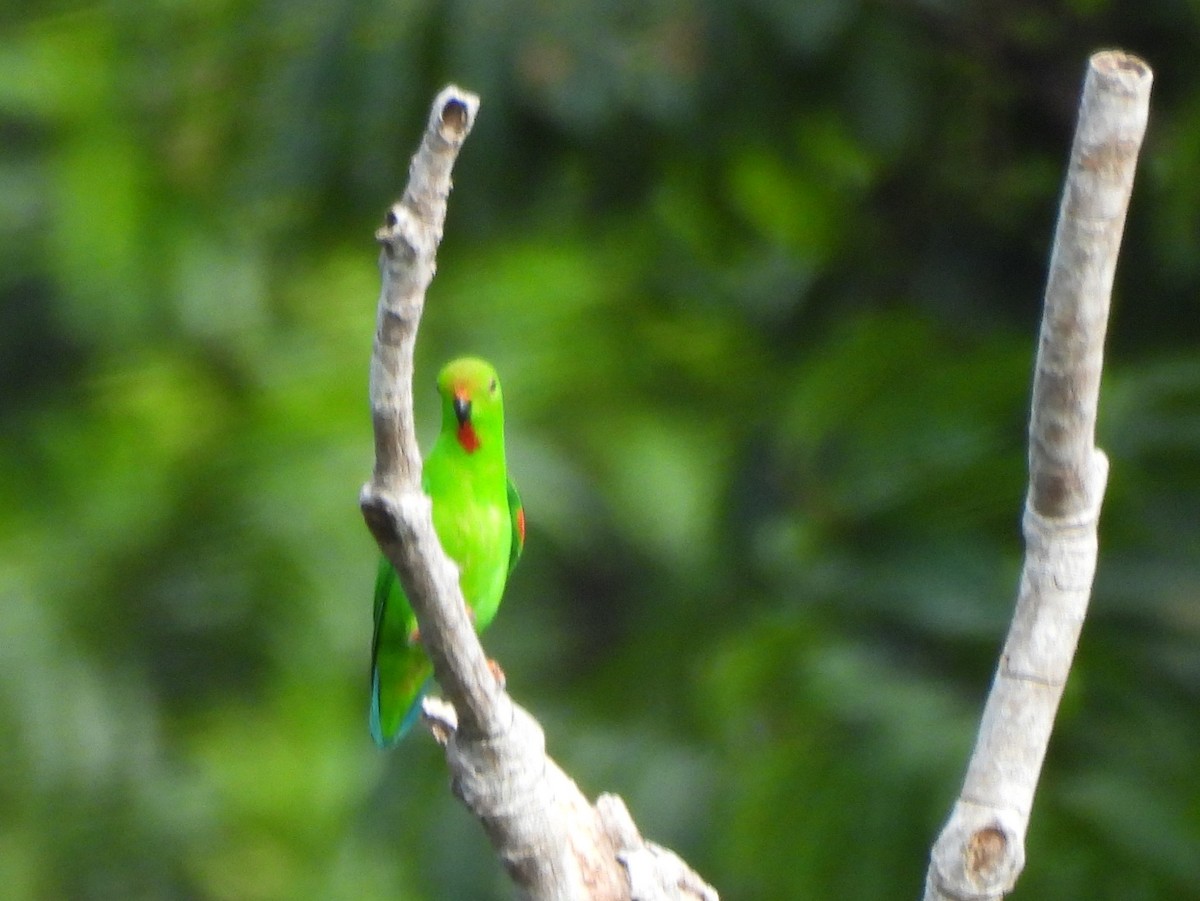 Pygmy Hanging-Parrot - ML642095690