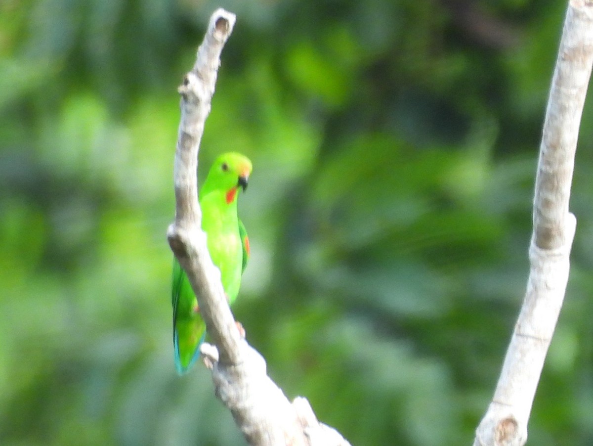 Pygmy Hanging-Parrot - ML642095691