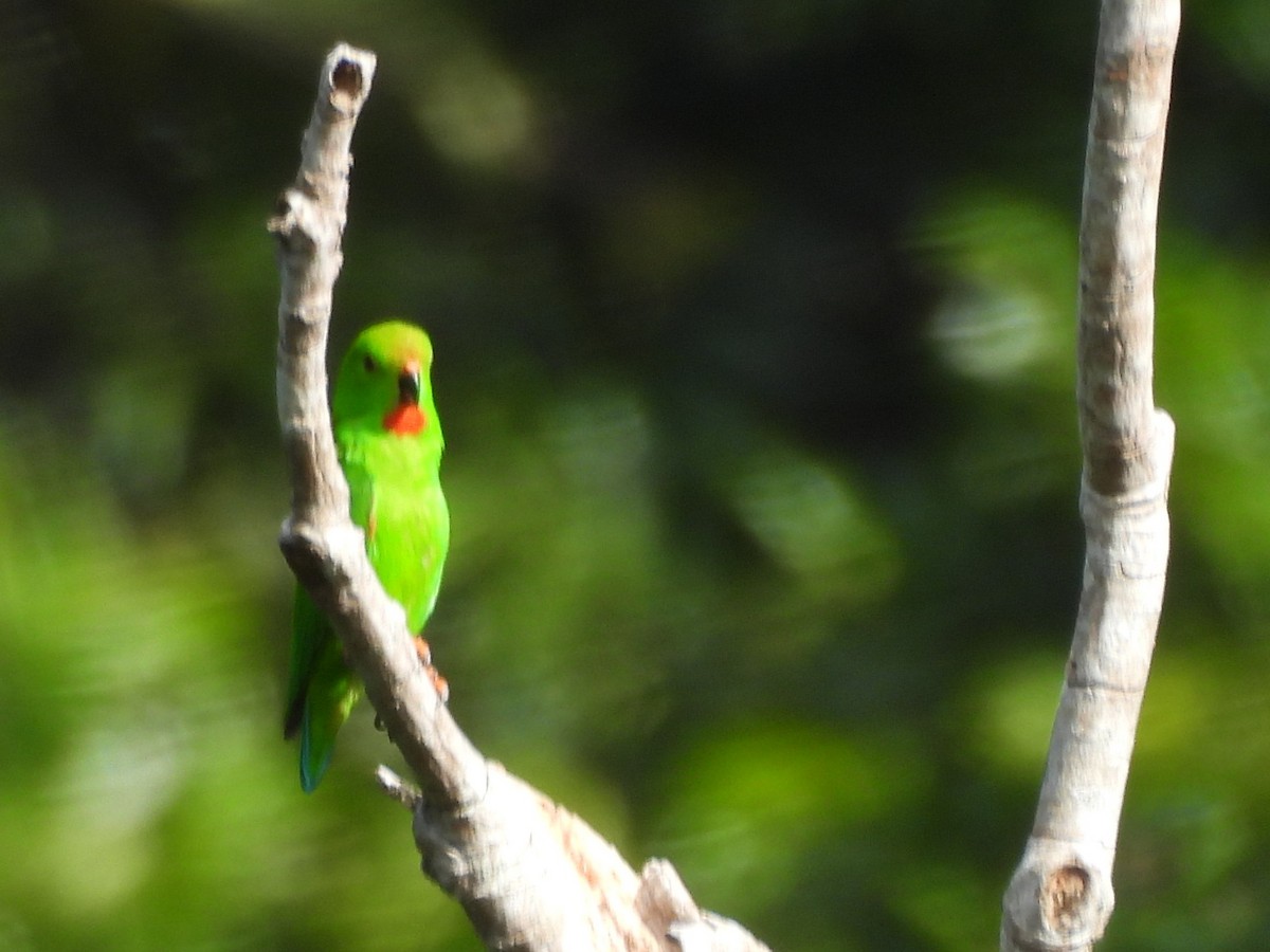 Pygmy Hanging-Parrot - ML642095692