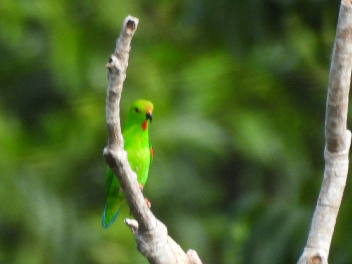 Pygmy Hanging-Parrot - ML642095693