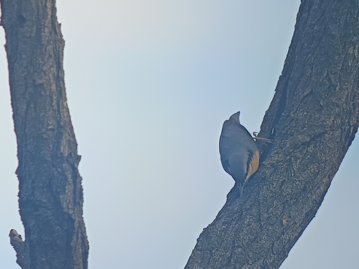 Eurasian Nuthatch - ML642095700