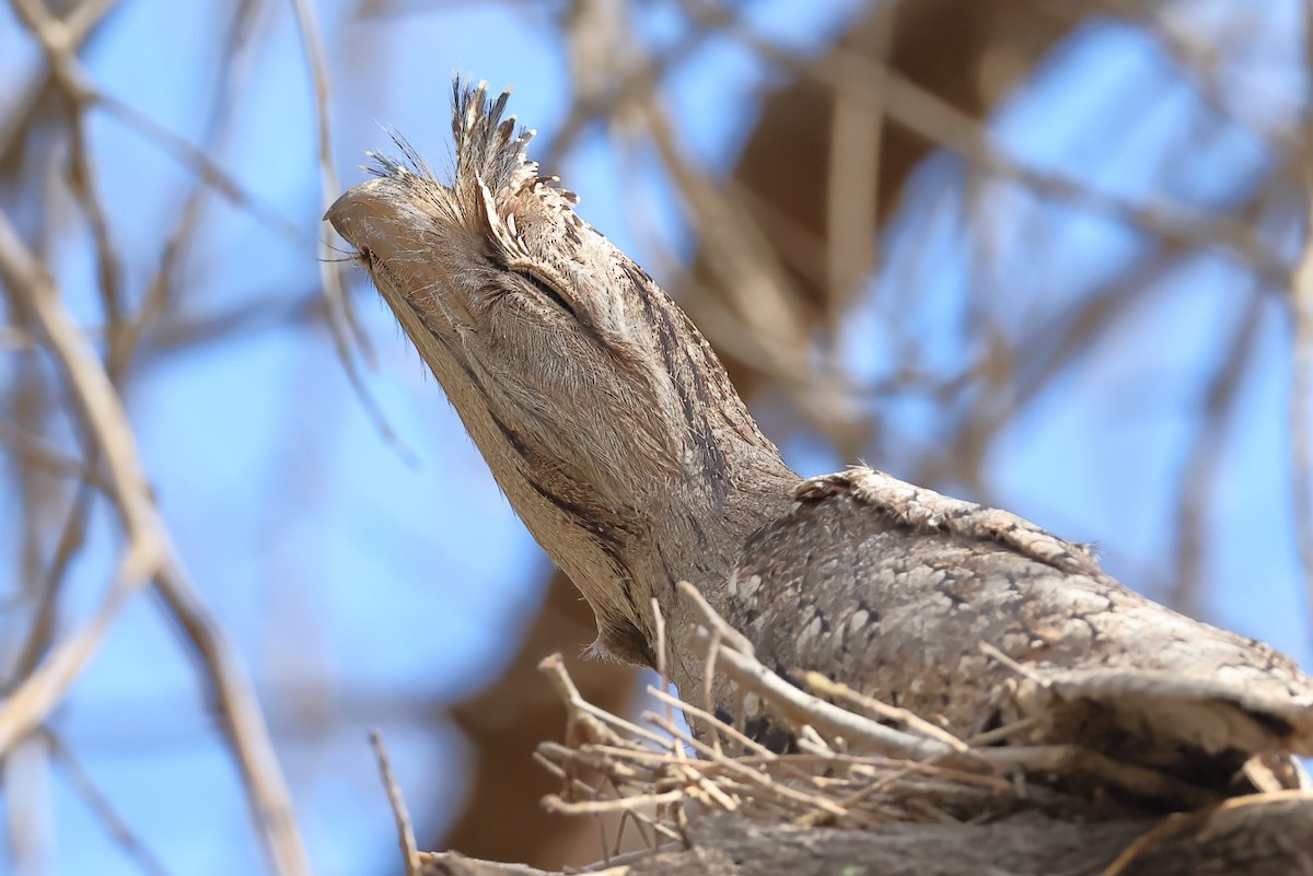 Tawny Frogmouth - ML642095701