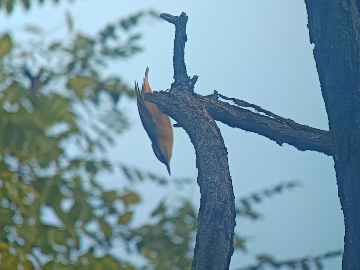 Eurasian Nuthatch - ML642095722