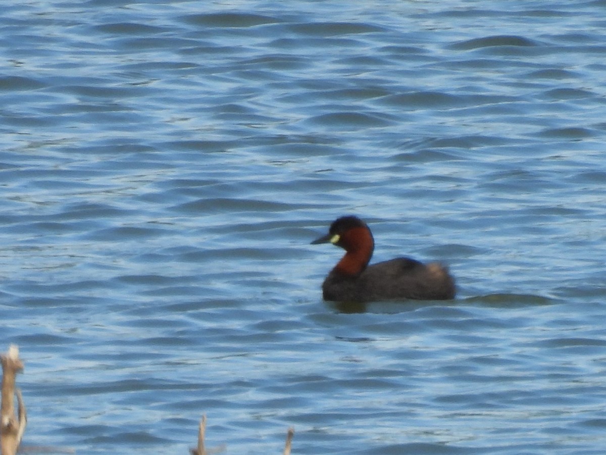 Little Grebe - ML642095731