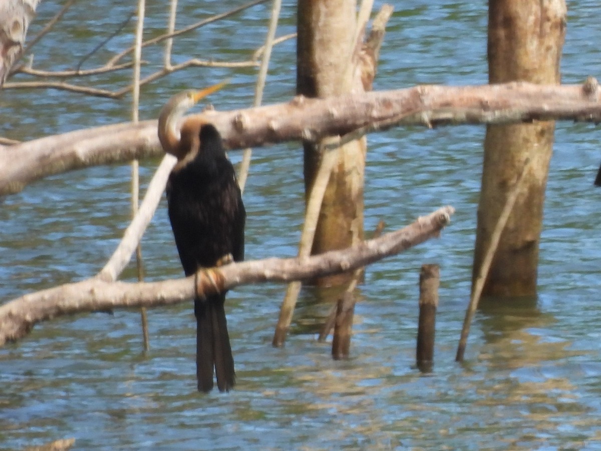 Oriental Darter - ML642095732